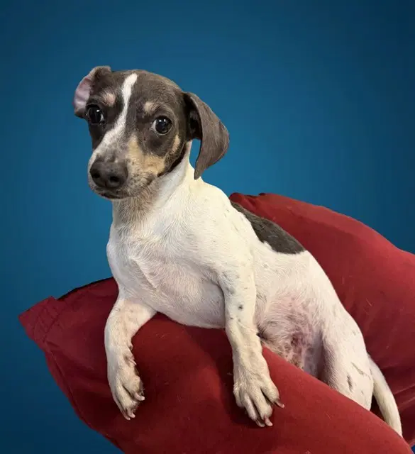 Elmer - Rat Terrier