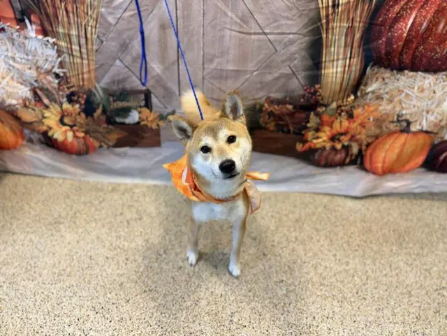 Yoshi - Shiba Inu