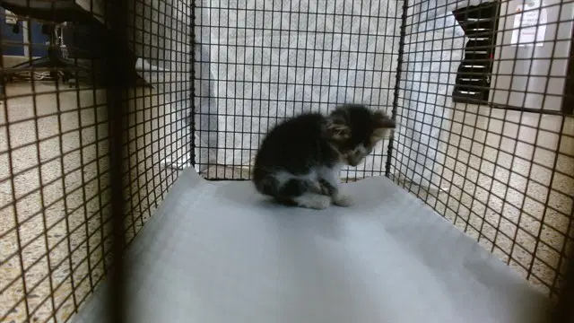 Angel - Domestic Short Hair