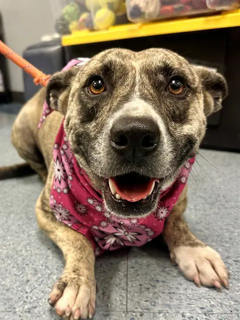 Vienna - Australian Cattle Dog/Blue Heeler