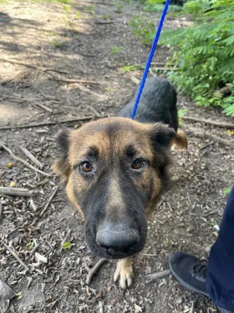 Princess - German Shepherd Dog