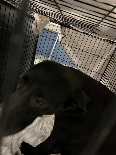 Shadow - Labrador Retriever