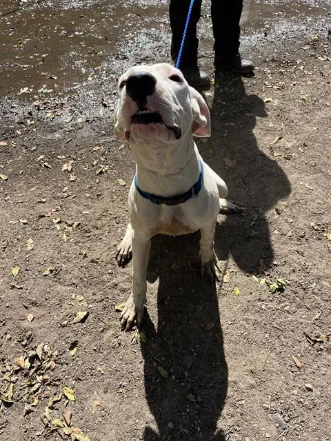 Mari - Dogo Argentino