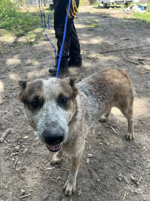 Ninio - Australian Cattle Dog/Blue Heeler