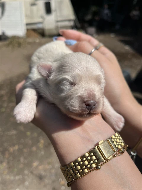 Baby