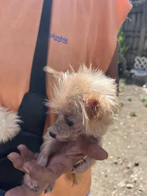 Chici - Chihuahua