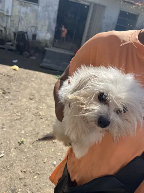 Mr Fluff - Maltese