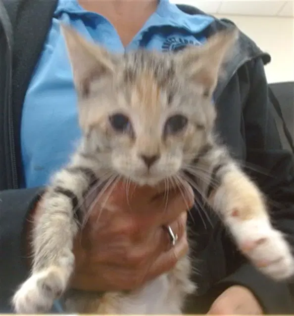 Tiny Tina - Domestic Short Hair