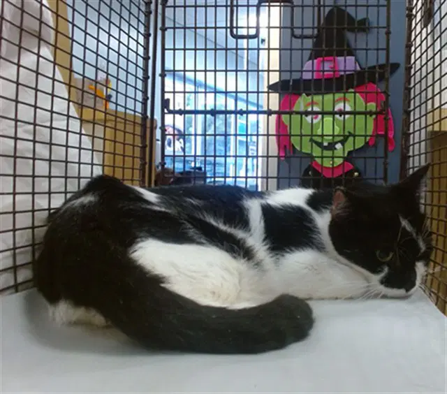 Rigby - Domestic Short Hair