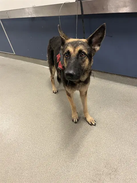 Star - German Shepherd Dog