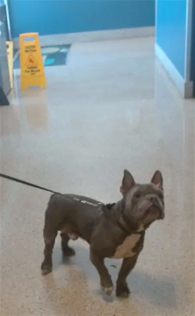 Miles - French Bulldog