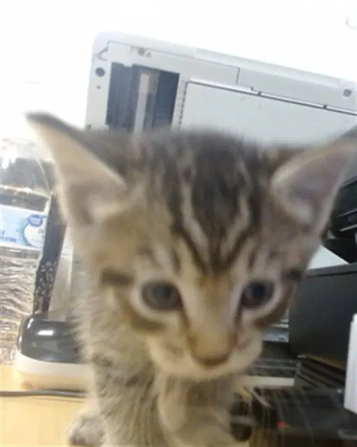 Alex - Domestic Short Hair
