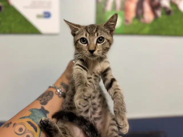 Ibby - Domestic Short Hair