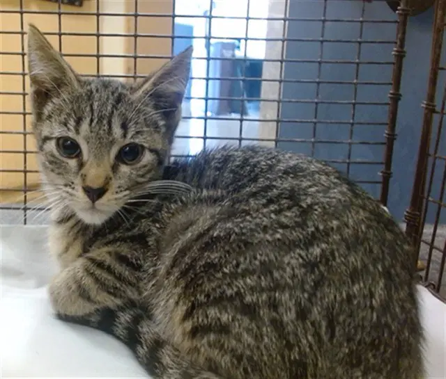 Melly - Domestic Short Hair