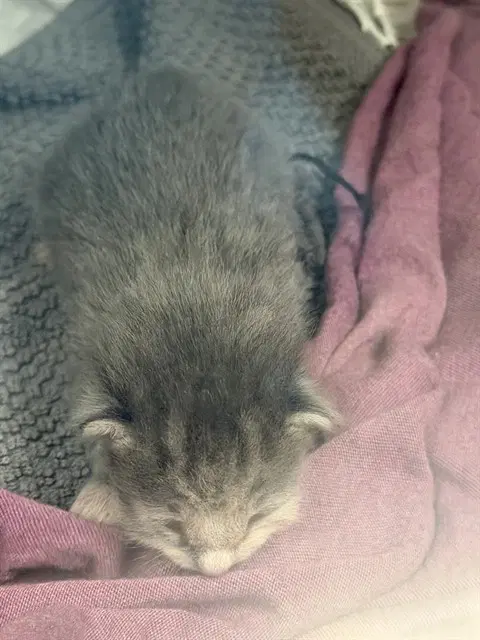 Tommy - Domestic Short Hair