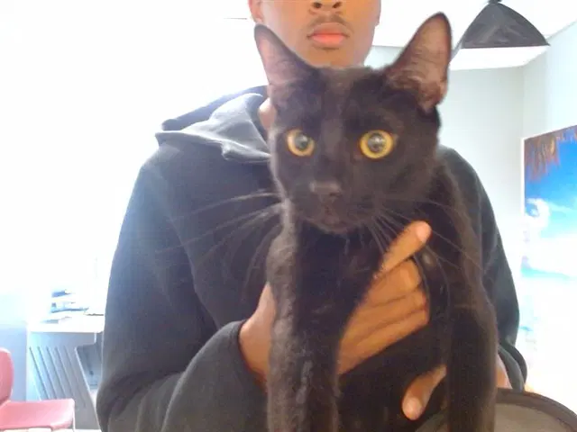 Loki - Domestic Short Hair