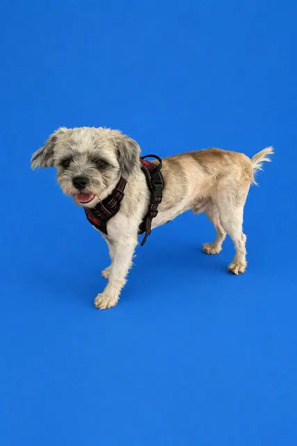 Aspen - Shih Tzu