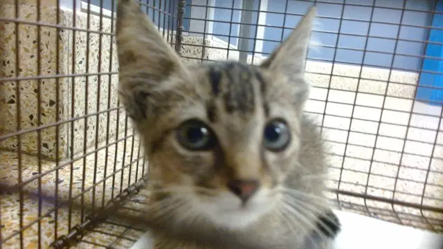 Felix - Domestic Short Hair