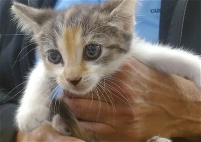 Brandie - Domestic Short Hair
