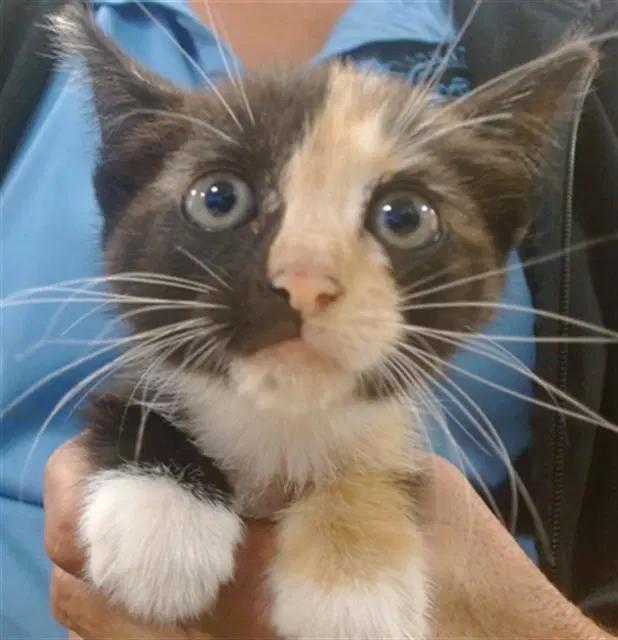 Pandora - Domestic Short Hair
