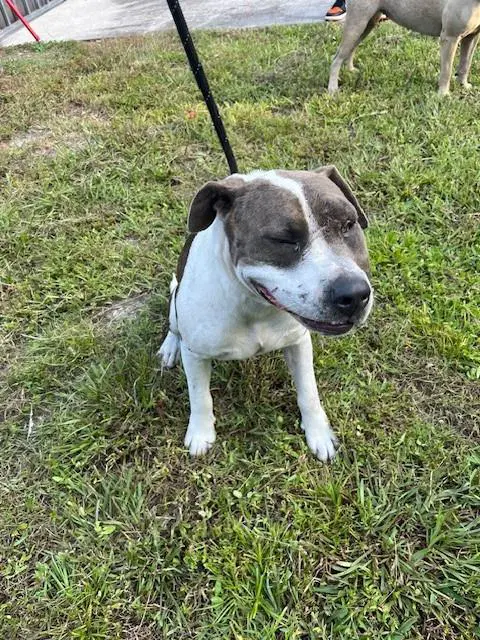 Atlas - American Bulldog
