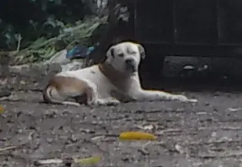 Taco - American Bulldog