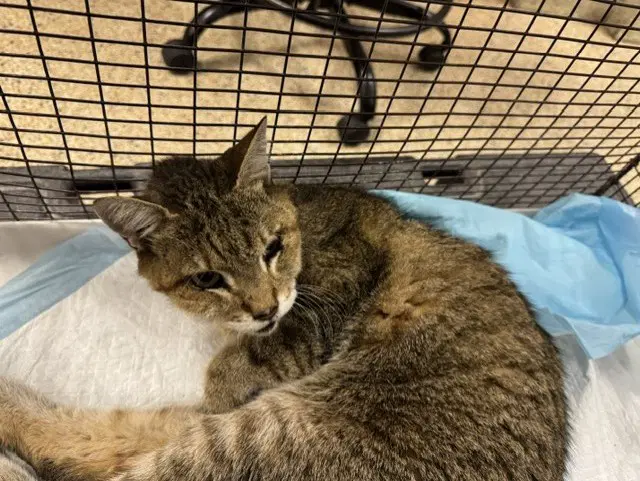 Loise - Domestic Short Hair