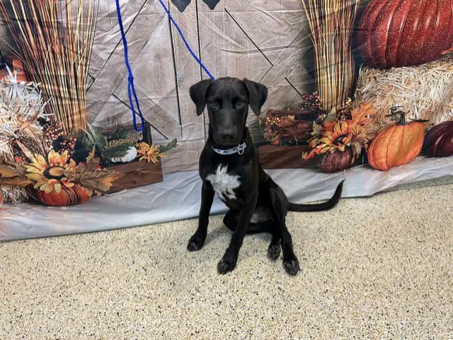 Kona - Labrador Retriever