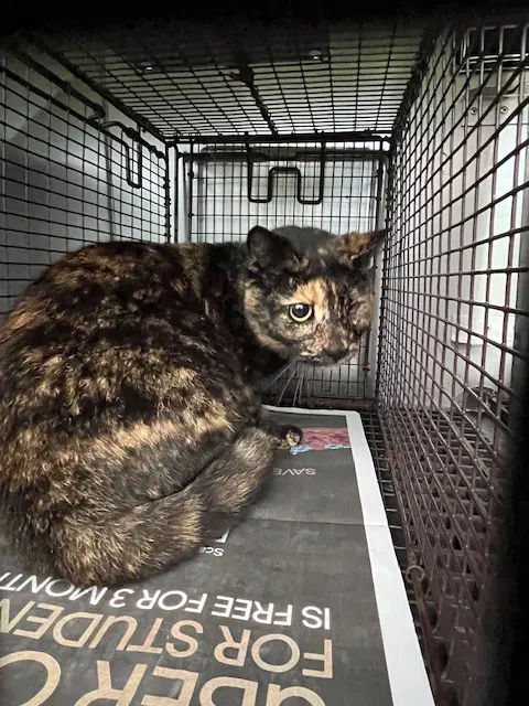Ginger - Domestic Short Hair