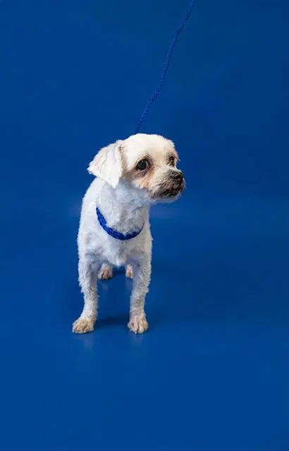 Felix - Maltese