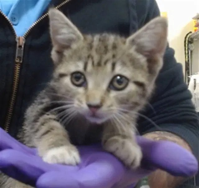 Loreley - Domestic Short Hair
