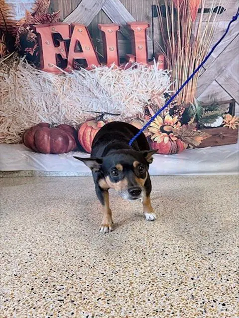 Charlie - Rat Terrier