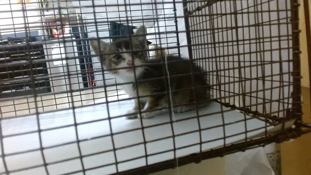 Paige - Domestic Short Hair