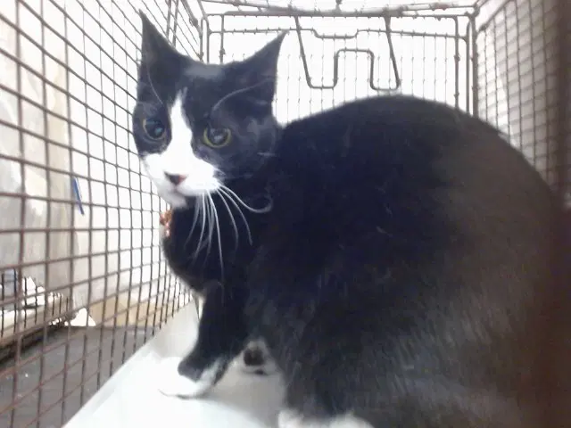 Oreo - Domestic Short Hair
