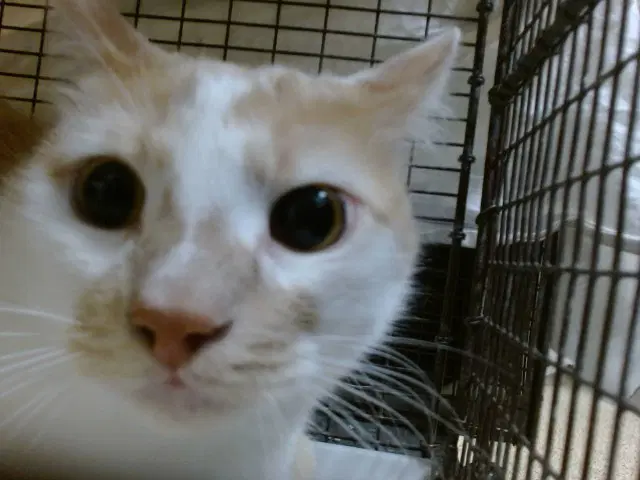 Melo - Domestic Short Hair