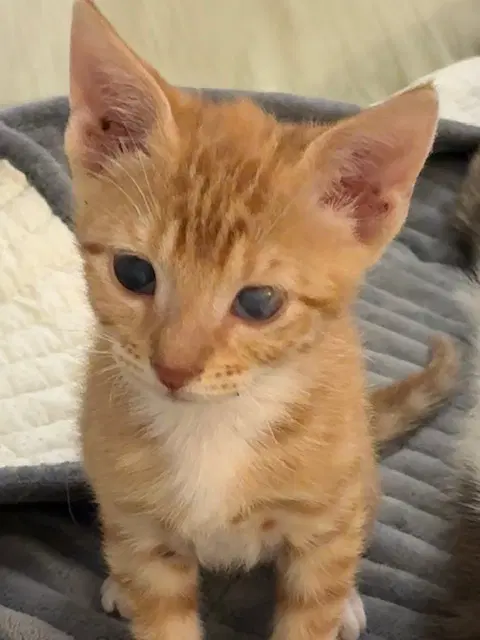 Daniel - Domestic Short Hair