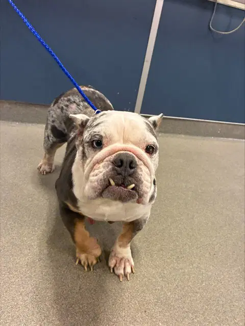 Coco - Bulldog