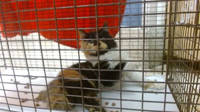 Angel - Domestic Short Hair