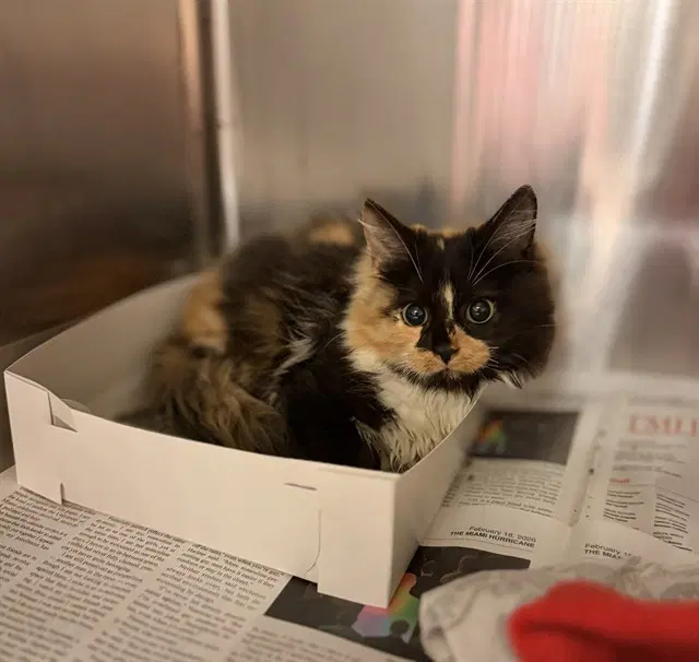 Angel - Domestic Short Hair