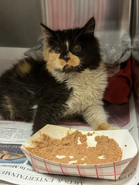 Angel - Domestic Short Hair
