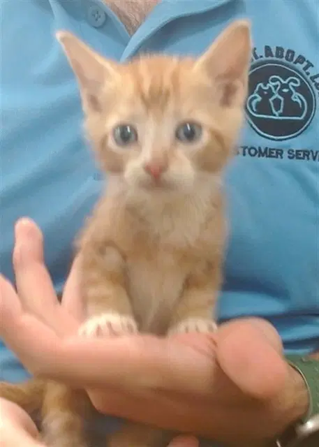 Donatello - Domestic Short Hair