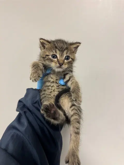 Mickey - Domestic Short Hair