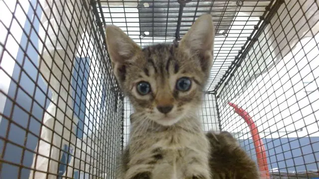 Branson - Domestic Short Hair