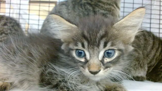 Brandon - Domestic Medium Hair