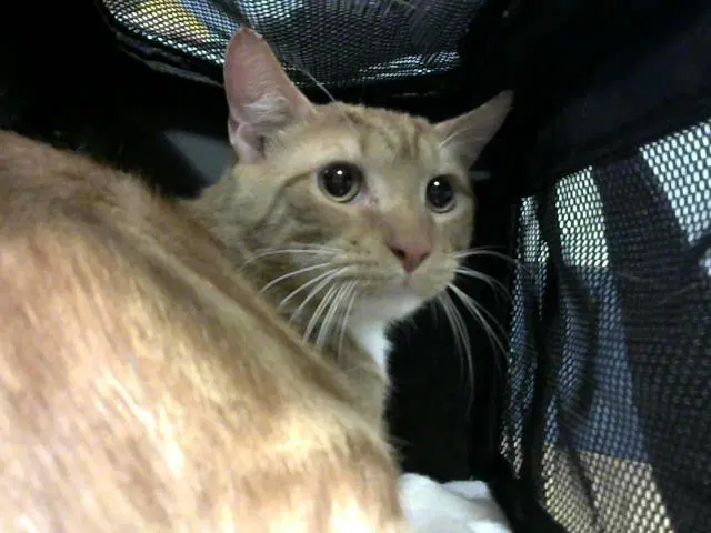 Thunder - Domestic Short Hair