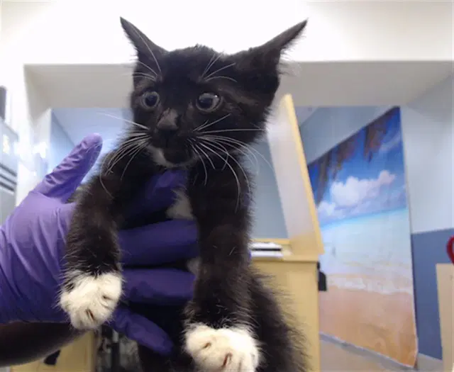 Macco - Domestic Short Hair