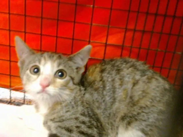 Evelyn - Domestic Short Hair