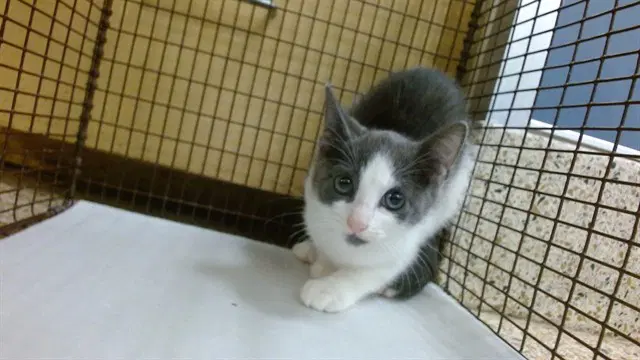 Elina - Domestic Short Hair