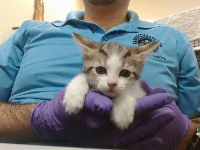 Chika - Domestic Short Hair