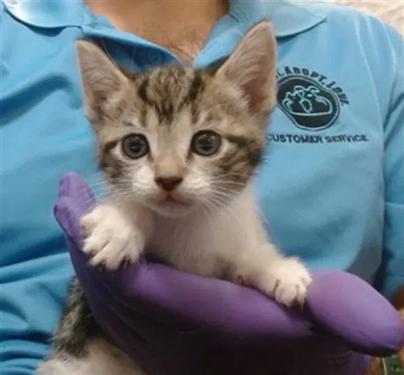 Mika - Domestic Short Hair